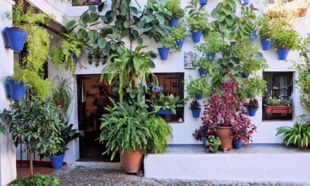 A patios in Cordoba come into their own during the Festival of the Courtyards.