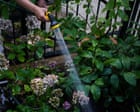 Thames Water joins hosepipe ban as England and Wales approach drought status