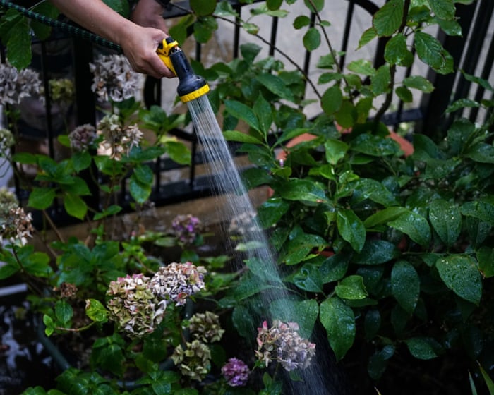 Thames Water joins hosepipe ban as England and Wales approach drought status