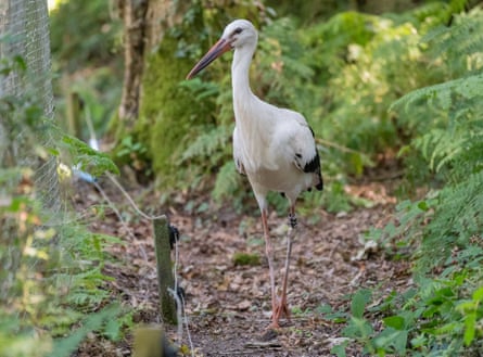 A stork walking near a low wire fence