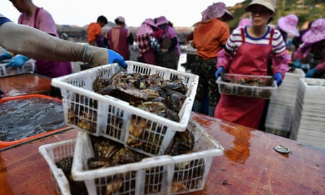 Fishers harvest abalones in Lianjiang County, Fujian. China has been accused of hypocrisy over its ban on seafood from Japan over the release of contaminated water from the damaged Fukushima nuclear plant.