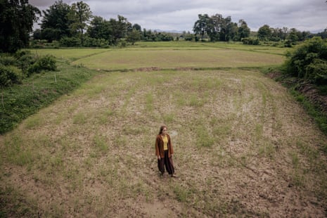 Thanunkan Potudomsin در شالیزار خشک خود ایستاده است و محصول در تلاش برای رشد است.