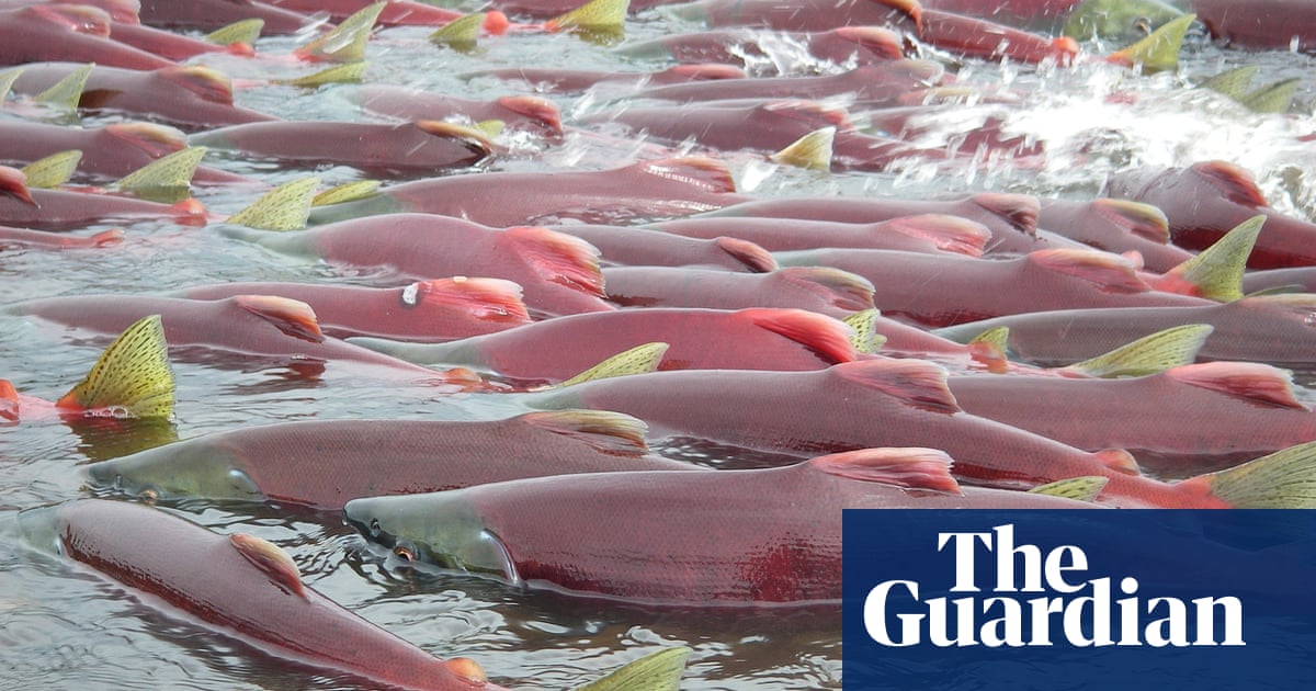 EPA vetoes Alaska mine to protect salmon in win for environmentalists