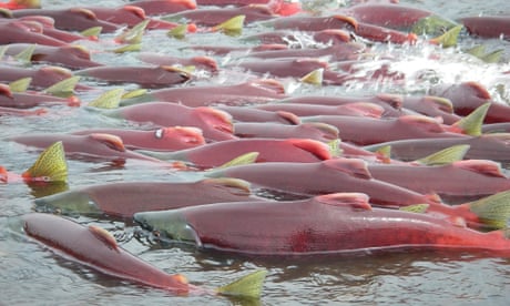 FILE PHOTO: Sockeye salmon are seen in Bristol Bay, Alaska, in an undated handout picture provided by the Environmental Protection Agency (EPA). REUTERS/Environmental Protection Agency/Handout via Reuters/File Photo