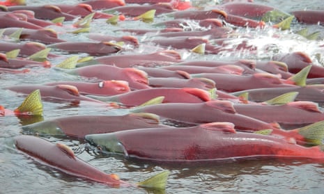 Sockeye salmon are seen in Bristol Bay, Alaska.