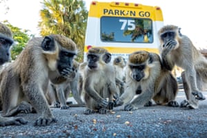 Vervet monkeys eating in a parking lot near the Fort Lauderdale international airport in Dania Beach, Florida, US. Over 40 descendants of vervets, escaped from a now-closed breeding facility, are living within 1,500 acres around the airport.