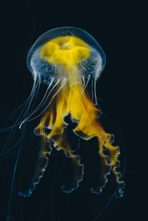 A young medusa of Phacellophora camtschatica, commonly known as the fried egg jellyfish.