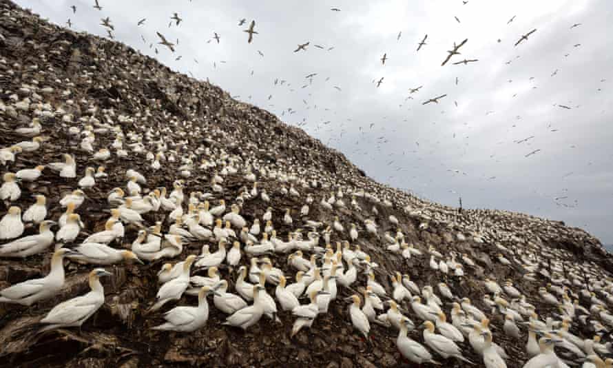 Gannet colony at Bass Rock, Firth of Forth, UK.