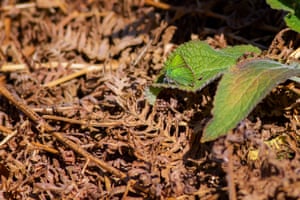 A well camouflaged green hairstreak butterfly