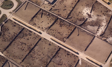 Aerial view of a cattle feedlot