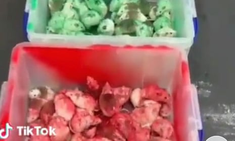 A screenshot from a TikTok account of some of the painted mice apparently released into two McDonald’s branches.