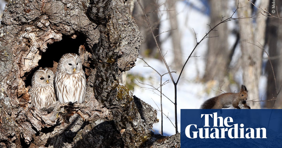 Wildlife photographer of the year 2020, highly commended – in pictures