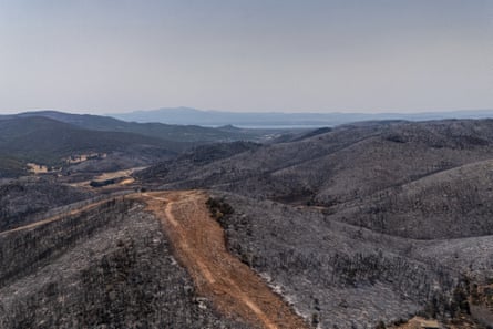 A view of burnt trees and hills as seen from above