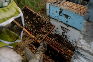 Adam Arp works his hives outside Rye, Arizona, on 8 May 2019.