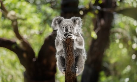 Koala clings to tree branch