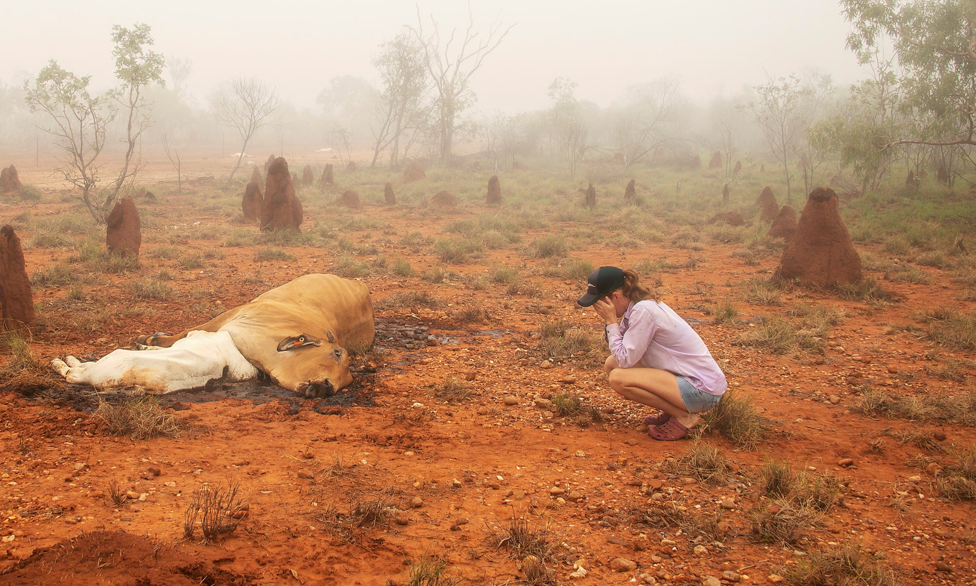 Cattle killed by flood waters in Queensland, Australia in February 2019. Photo by Jacqueline Curley. Handout to Guardian Australia.