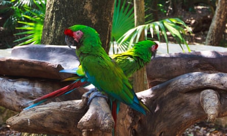 Green macaws in Xcaret park.