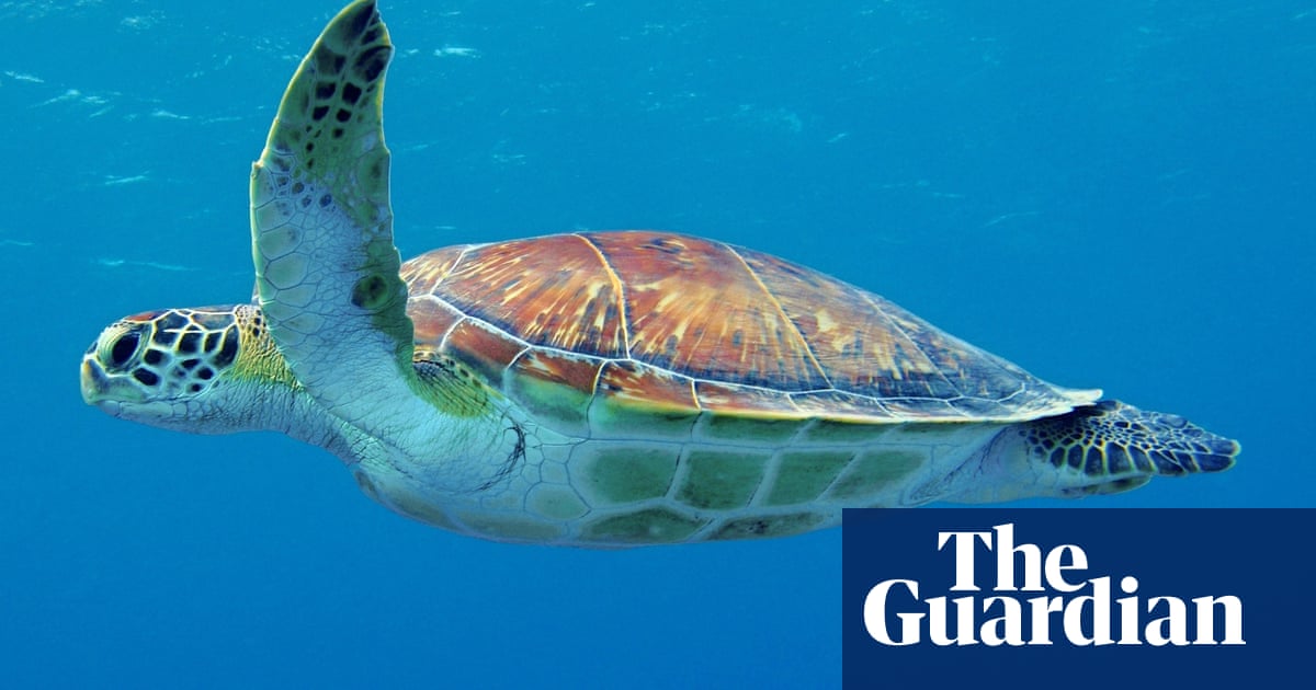 Evolutionary 'trap' leading young sea turtles to ingest plastic, study says