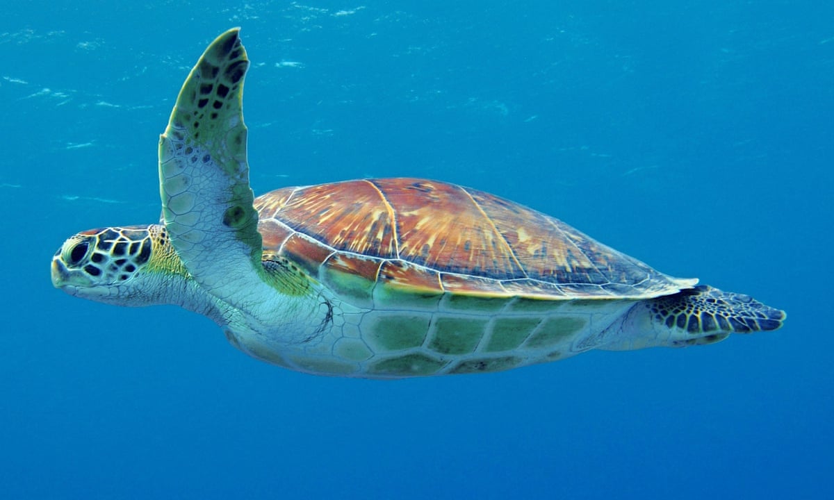 Evolutionary Trap Leading Young Sea Turtles To Ingest Plastic Study Says Marine Life The Guardian