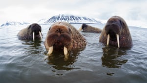 Atlantic walruses (Odobenus rosmarus rosmarus) hanging out in shallow water in Norway