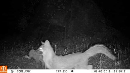 A gray fox carries its dinner, likely a quail, through a property in Oakhurst, CA.