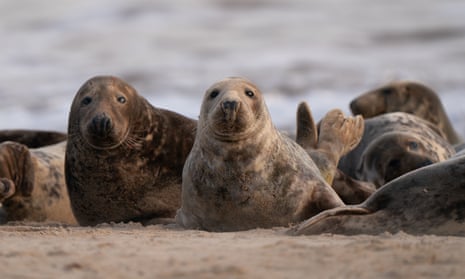 Grey seals on the beach at Horsey in Norfolk, where nearly 4,000 pups were born this year. 