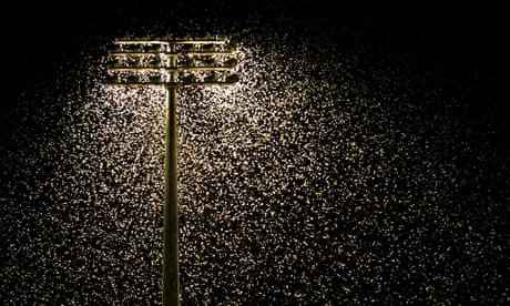 Thousands of bogong moths swarm around floodlights at Newcastle International Sports Centre in 2005.