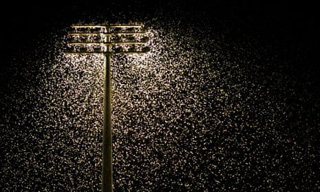 Thousands of bogong moths swarm around floodlights at Newcastle International Sports Centre in 2005.