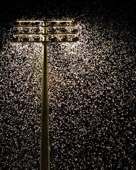Milhares de insetos são iluminados como pontos brilhantes sob um holofote contra um céu noturno negro