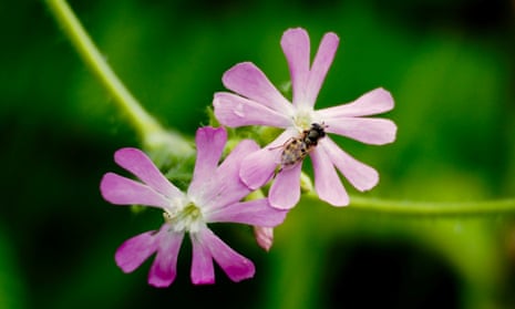 Hoverfly on a red campion