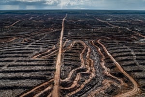 Deforestation in Indonesian to make way for a palm oil concession.