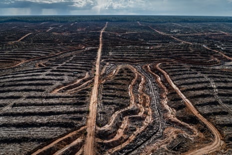 Deforestation in Indonesian to make way for a palm oil concession. 