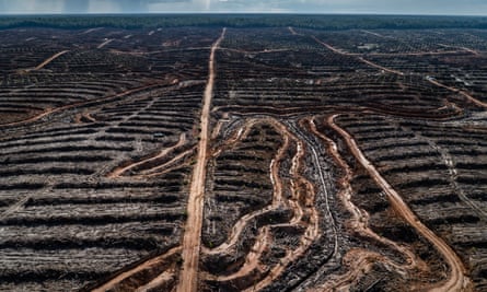 A deforested palm oil concession in Papua, Indonesia