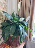 Peace lily Gillian Richardson, West Yorkshire