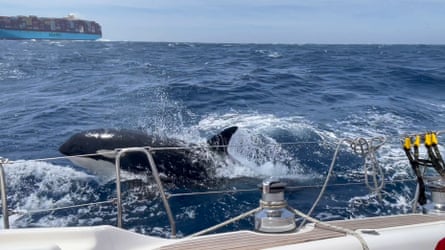 An orca swims close to a sailing boat during an hour long ‘attack’ off the coast of Morocco in May.