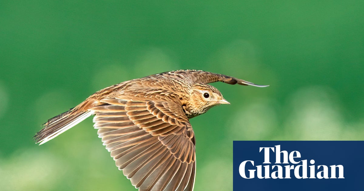 ‘Shocking and sobering’: UK bird populations fall to lowest level on record