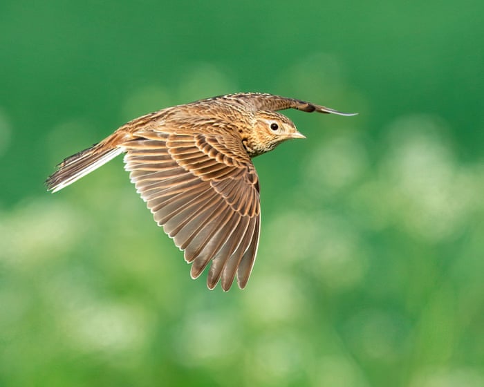 ‘Shocking and sobering’: UK bird populations fall to lowest level on record