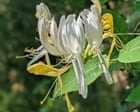 Honeysuckle's Fragrant Yet Sinister Presence in Deerness Valley