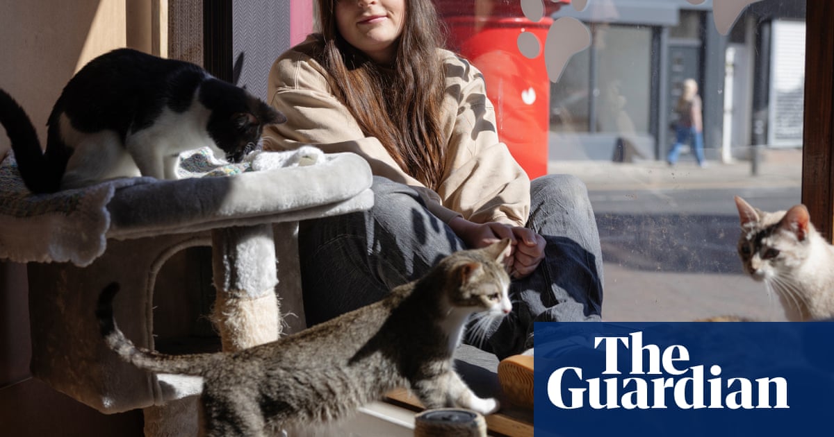 It's better for them than being in a cage!' Why are cat cafes suddenly so controversial?