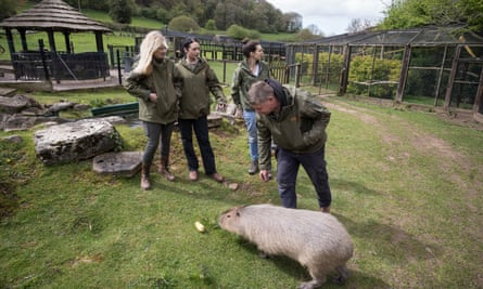 A capybara pictured with a wildlife rescue team
