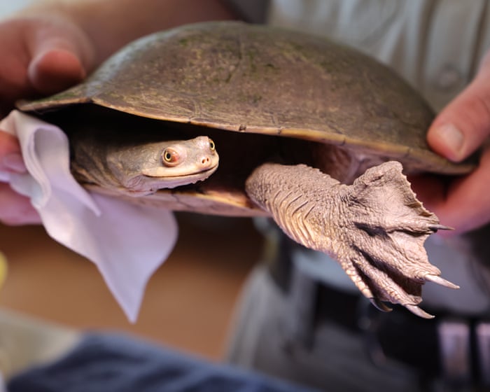 Rescued turtles return home after NSW government cut flows to wetland
