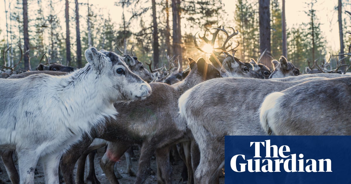 ‘We borrow our lands from our children’: Sami say they are paying for Sweden going green