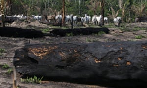 Cattle are seen near burnt trees in Jamanxim National Forest, in the Amazon near Novo Progresso, Para state, Brazil 10 September 2019.