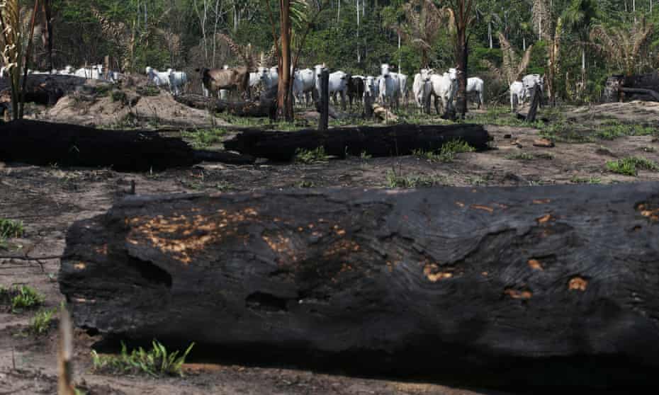 Cattle are seen near burnt trees in Jamanxim National Forest, in the Amazon near Novo Progresso, Para state, Brazil 10 September 2019. 