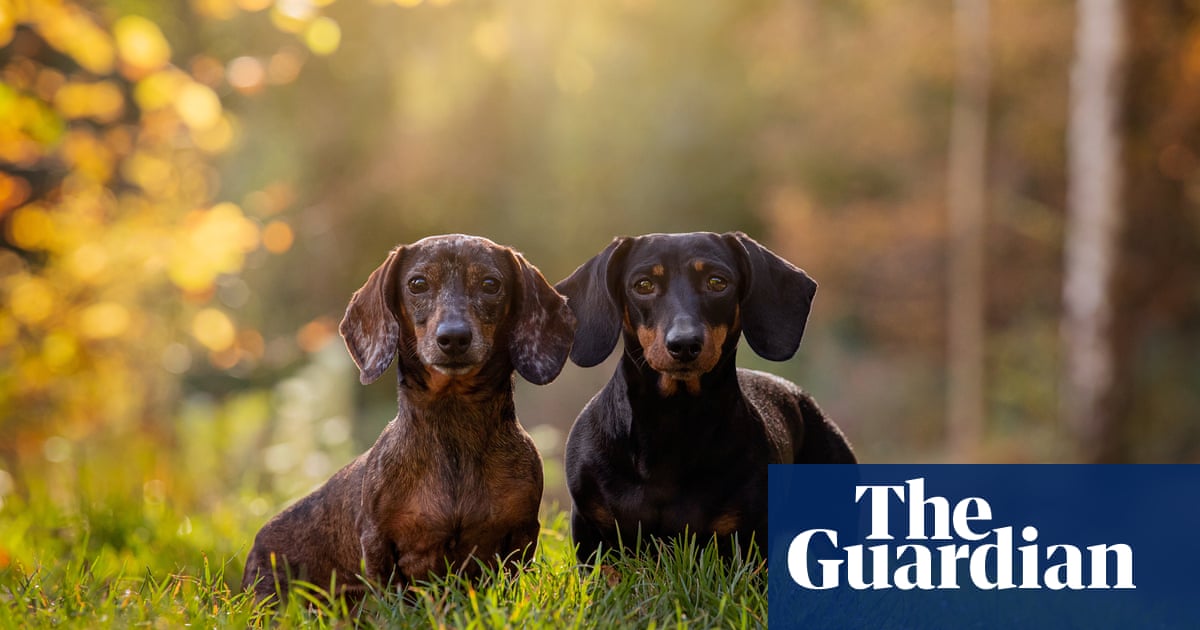 What links dachshund, bad actor and African kigelia tree? The Saturday quiz