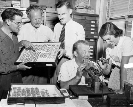 Four men and a woman examine trays of butterflies