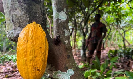 A worker at a cocoa farm in Daloa, Ivory Coast