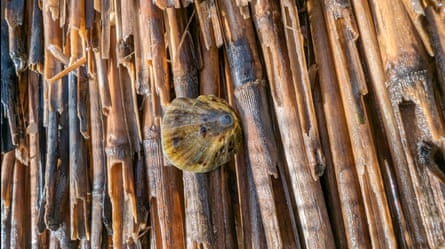 A limpet shell in the thatch.