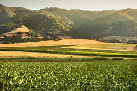 A field of green row crops, with rolling green hills beyond.