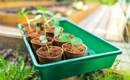 Young sprouts of cucumbers in ecological peat cups, ready for planting in the ground in spring